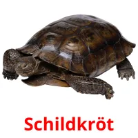 Schildkröt flashcards illustrate