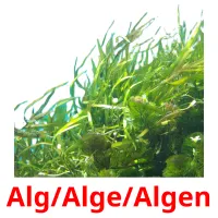 Alg/Alge/Algen picture flashcards