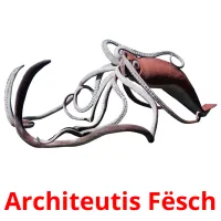 Architeutis Fësch picture flashcards