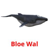 Bloe Wal flashcards illustrate