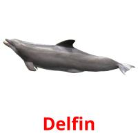 Delfin flashcards illustrate