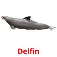 Delfin picture flashcards