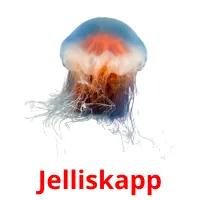 Jelliskapp picture flashcards