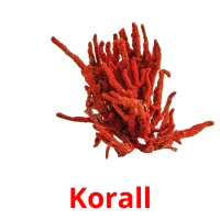Korall picture flashcards
