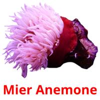 Mier Anemone flashcards illustrate