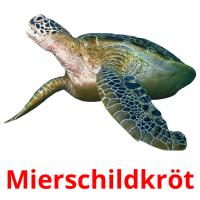 Mierschildkröt flashcards illustrate