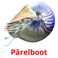 Pärelboot picture flashcards
