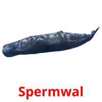 Spermwal flashcards illustrate