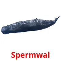 Spermwal picture flashcards