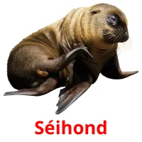 Séihond picture flashcards