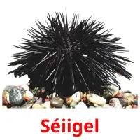 Séiigel picture flashcards