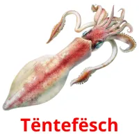 Tëntefësch picture flashcards