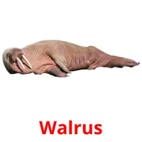 Walrus picture flashcards