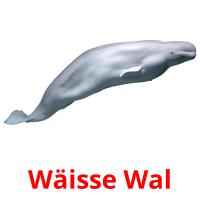 Wäisse Wal flashcards illustrate