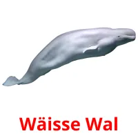 Wäisse Wal picture flashcards