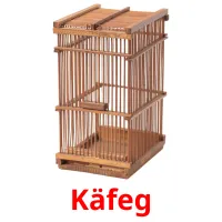 Käfeg flashcards illustrate