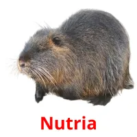 Nutria cartões com imagens