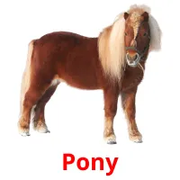 Pony cartões com imagens