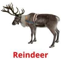 Reindeer cartões com imagens