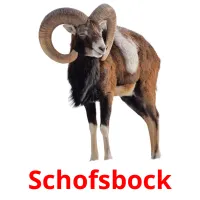 Schofsbock cartões com imagens