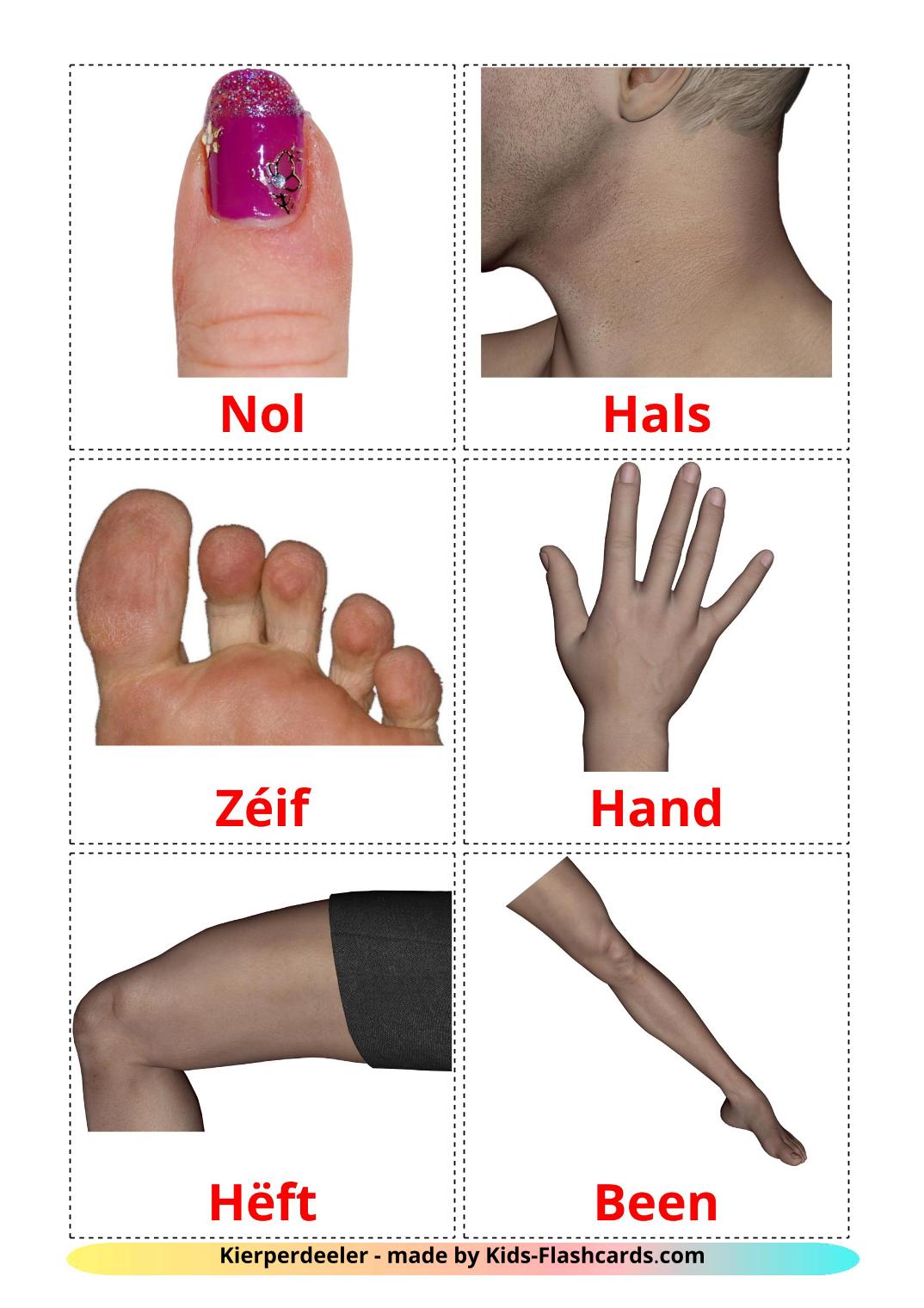 Body Parts - 26 Free Printable luxembourgish Flashcards 