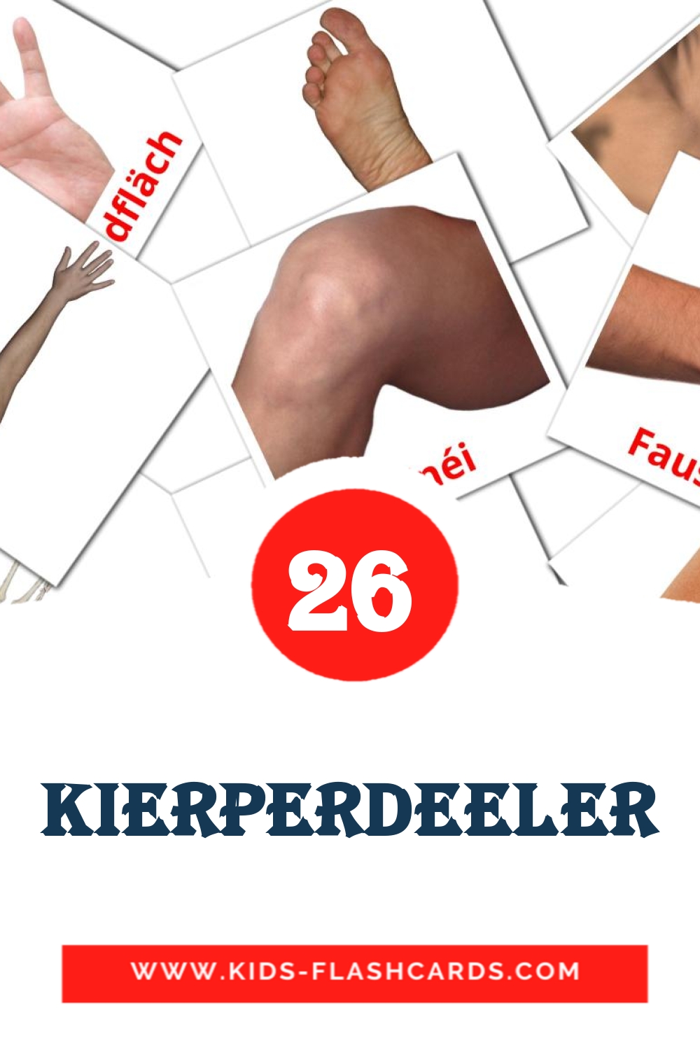26 tarjetas didacticas de Kierperdeeler para el jardín de infancia en luxemburgués