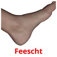 Feescht picture flashcards