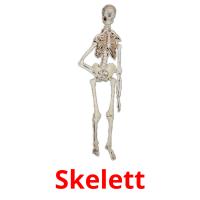 Skelett flashcards illustrate