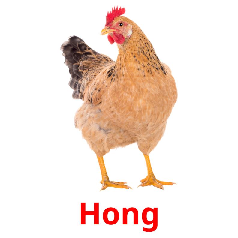 Hong picture flashcards