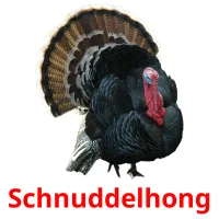 Schnuddelhong Bildkarteikarten