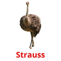 Strauss Bildkarteikarten