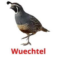 Wuechtel Bildkarteikarten