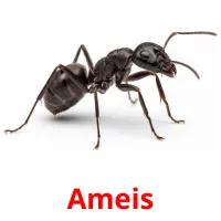 Ameis picture flashcards