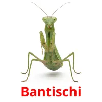 Bantischi picture flashcards