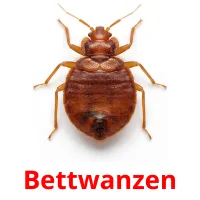 Bettwanzen picture flashcards