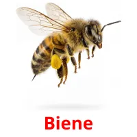 Biene picture flashcards