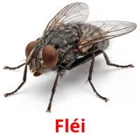Fléi picture flashcards