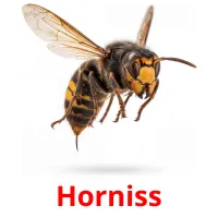 Horniss picture flashcards
