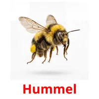 Hummel picture flashcards