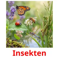 Insekten picture flashcards