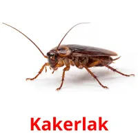 Kakerlak picture flashcards