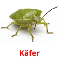 Käfer picture flashcards