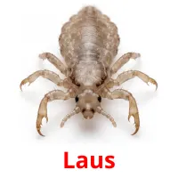 Laus picture flashcards