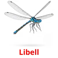 Libell picture flashcards