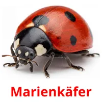 Marienkäfer picture flashcards