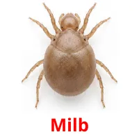 Milb picture flashcards