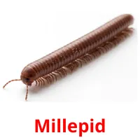 Millepid picture flashcards