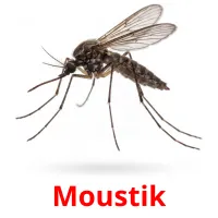 Moustik picture flashcards