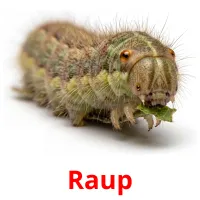 Raup picture flashcards