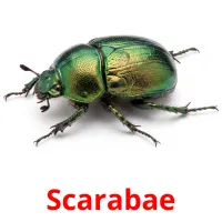 Scarabae picture flashcards
